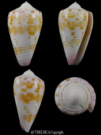 Conus devorsinei 26,1 mm Gem-0