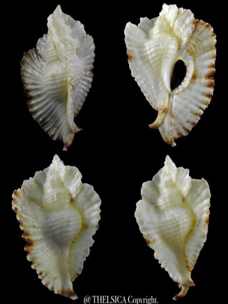 Timbellus bednalli ... Very big size ... 90,8 mm very close to Gem -0