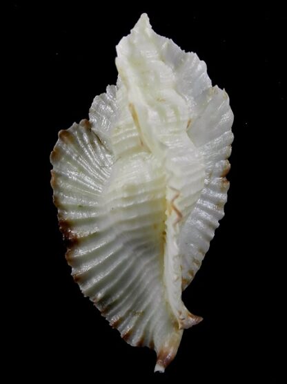 Timbellus bednalli ... Very big size ... 90,8 mm very close to Gem -35368