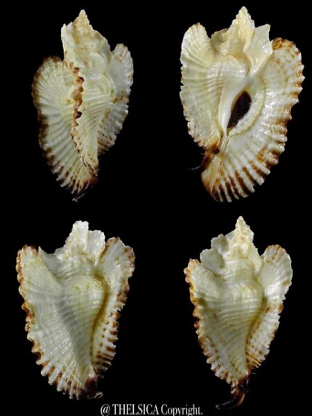 Timbellus bednalli 77,5 mm Gem-0