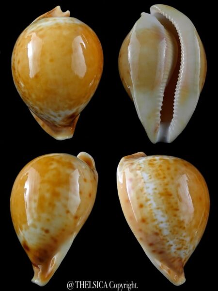 Umbilia armeniaca armeniaca 91,8 mm Gem-0