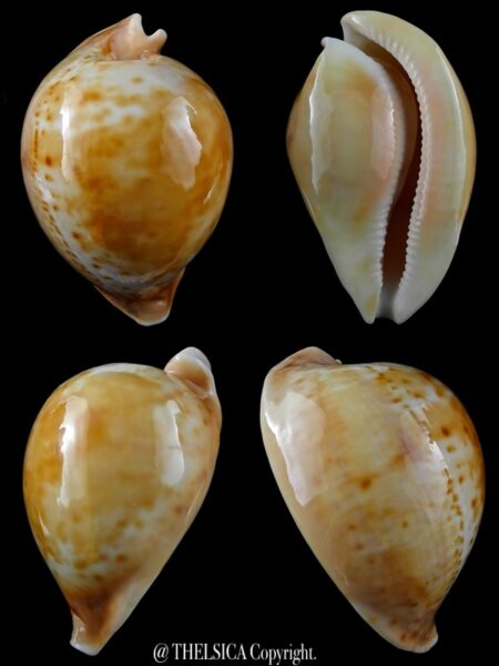 Umbilia armeniaca armeniaca 94,6 mm Gem-0