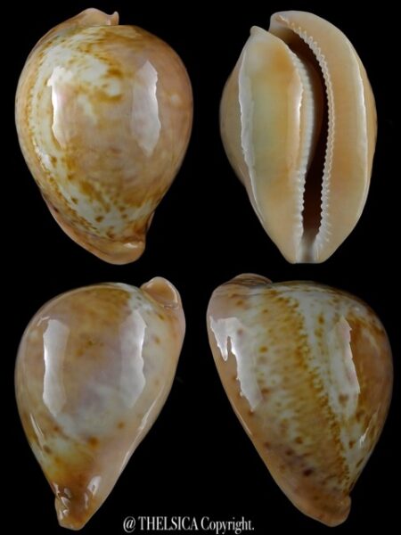 Umbilia armeniaca westralica 79 mm Gem-0