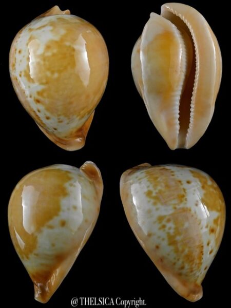 Umbilia armeniaca westralica 83,8 mm Gem-0