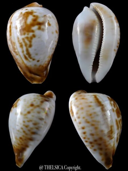 Umbilia hesitata suprastrata 84,3 mm 89 grms Gem-0
