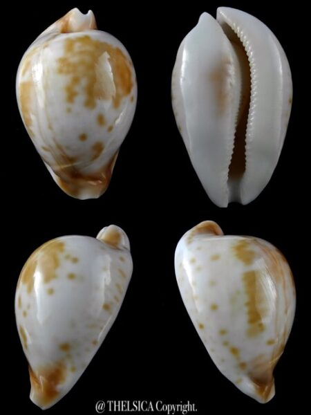 Umbilia hesitata suprastrata 89,3 mm 100 grms Gem-0