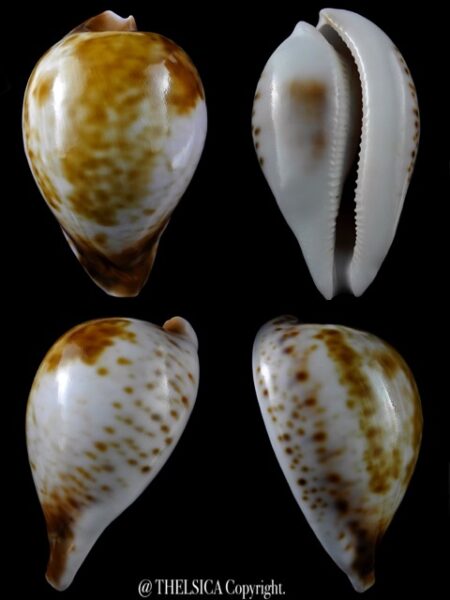 Umbilia hesitata suprastrata 95,8 mm 100 grms Gem-0