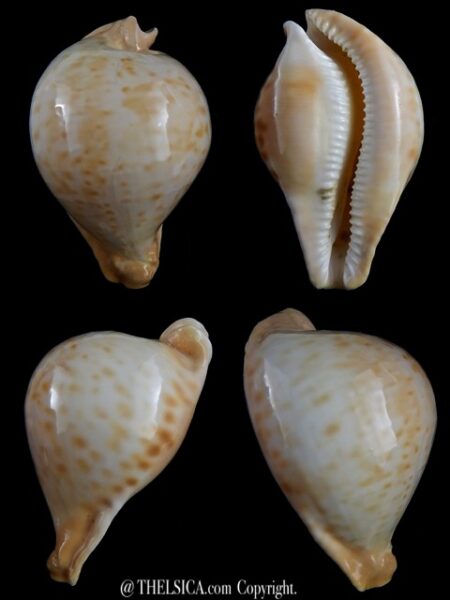 Umbilia petilirostris 77,6 mm Gem-0