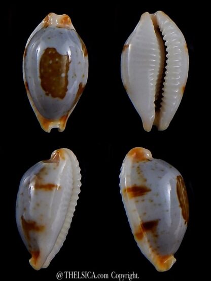 Bistolida stolida lorrainae 22,5 mm Gem-0