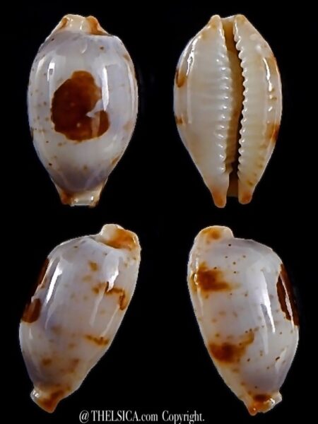 Bistolida stolida stolida 24,3 mm Gem-0
