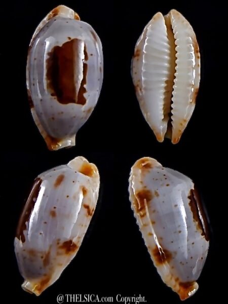 Bistolida stolida stolida 27 mm Gem-0