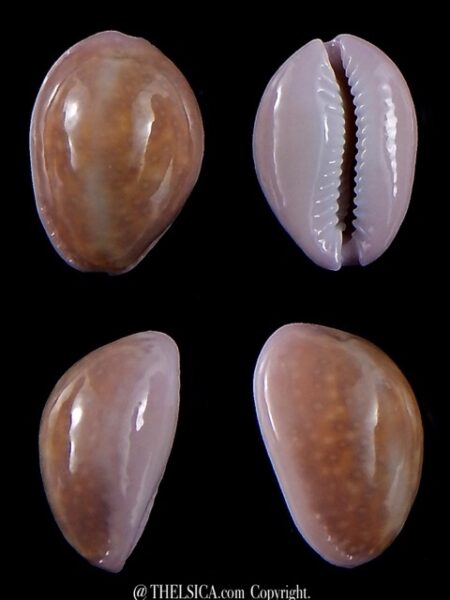 Naria poraria " overglazed " 18,4 mm Gem-0