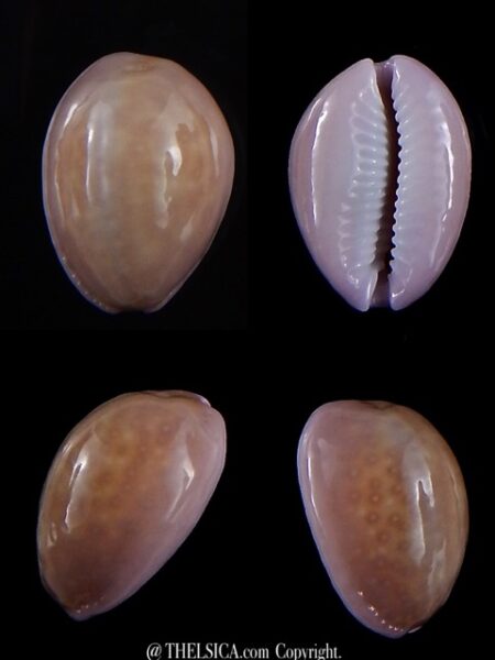 Naria poraria " overglazed " 18,5 mm Gem-0