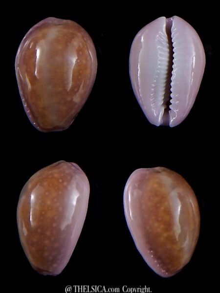 Naria poraria " overglazed " 19,1 mm Gem-0