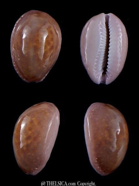 Naria poraria " overglazed " 20,3 mm Gem-0