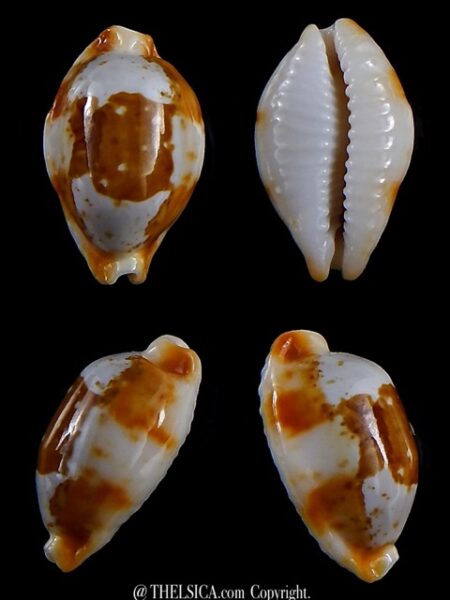 Bistolida stolida crossei 23,8 mm Gem-0