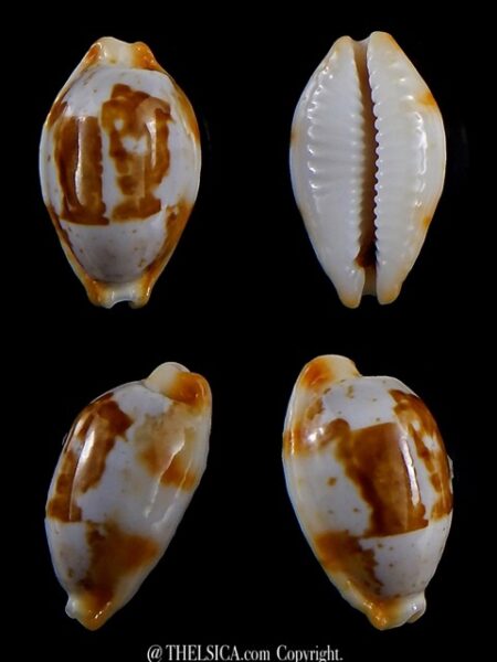 Bistolida stolida crossei 23,9 mm Gem-0