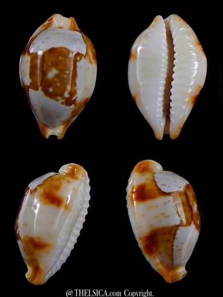 Bistolida stolida crossei 24,6 mm Gem-0