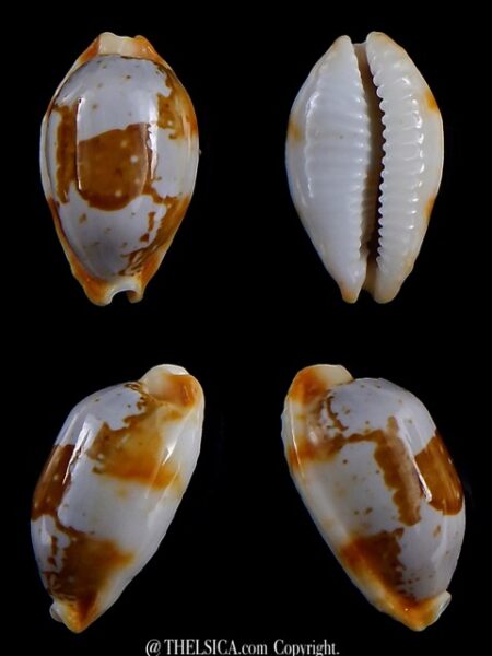 Bistolida stolida crossei 25 mm Gem-0