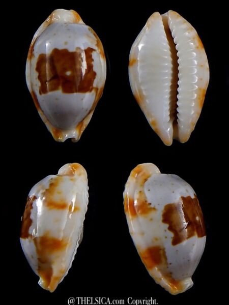 Bistolida stolida crossei 26,3 mm Gem-0