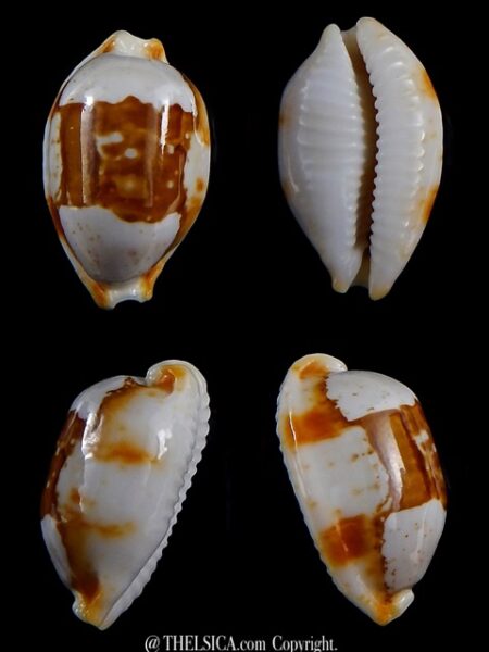 Bistolida stolida crossei 28,3 mm Gem-0