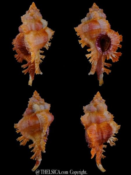 Chicoreus ingridmariae BIG SIZE 46,3 mm Gem-0