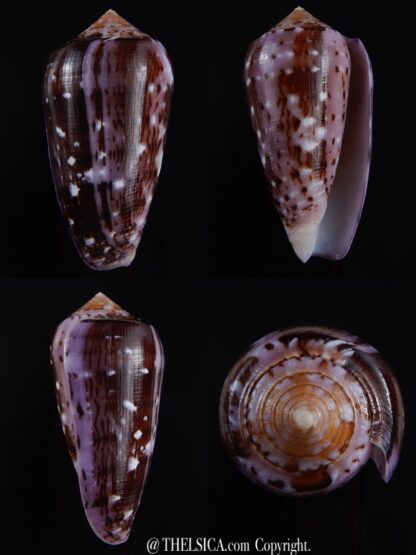 Conus floccatus floccatus ..purple ..59,8 mm Gem-0