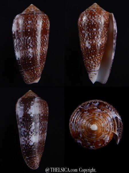Conus floccatus floccatus ..purple ..61,6 mm Gem-0
