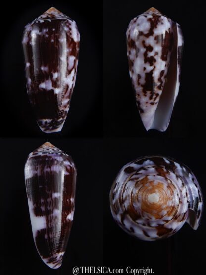 Conus floccatus floccatus ..purple ..62,5 mm Gem-0