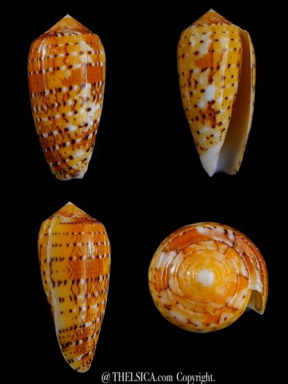 Conus floccatus magdalenae 53,7 mm Gem-0