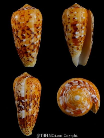 Conus floccatus magdalenae 55,4 mm Gem-0