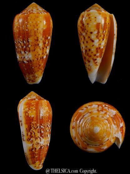 Conus floccatus magdalenae 60,1 mm Gem-0