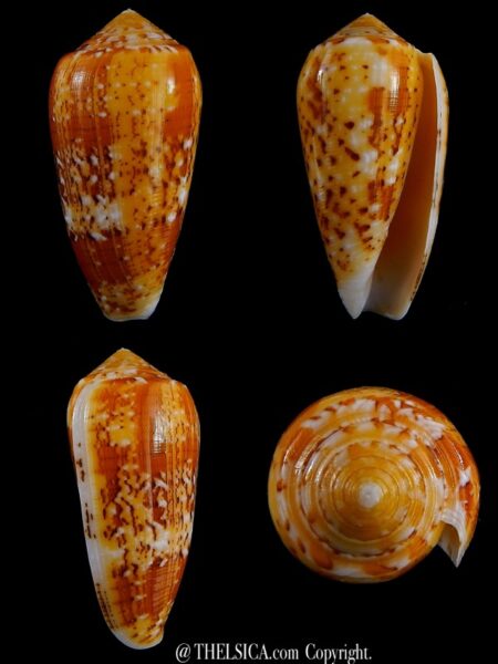 Conus floccatus magdalenae 60,1 mm Gem-0