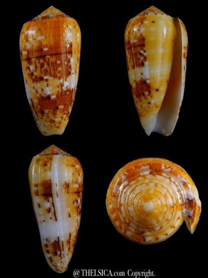 Conus floccatus magdalenae 63,2 mm Gem-0