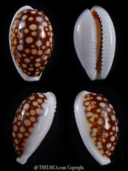 Cribrarula cribraria australiensis 30,3 mm Gem-0