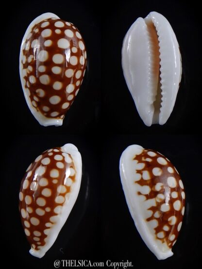 Cribrarula cribraria australiensis 24,4 mm Gem-0