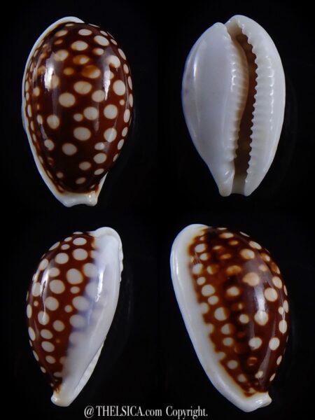 Cribrarula cribraria australiensis 27,4 mm Gem-0