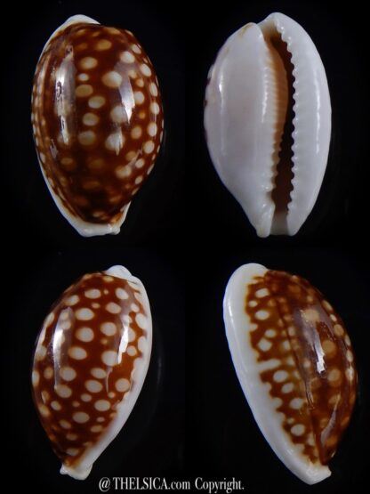 Cribrarula cribraria australiensis 30,9 mm Gem ( - )-0