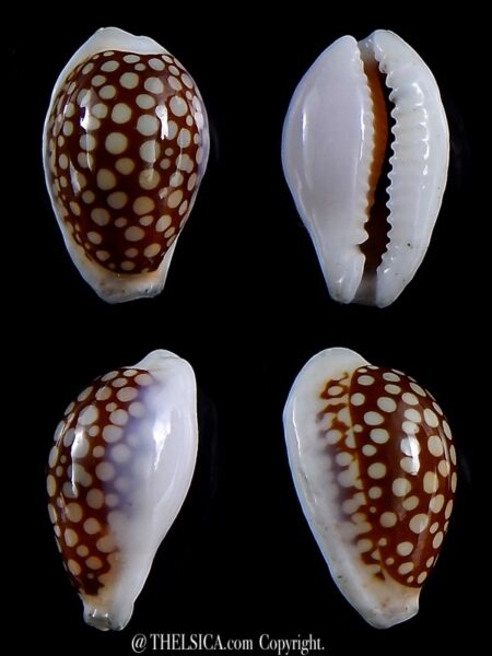 Cribrarula cribraria fraserorum 20,5 mm Ex pisce-0