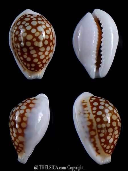 Cribrarula cribraria fraserorum 21,7 mm Ex pisce-0