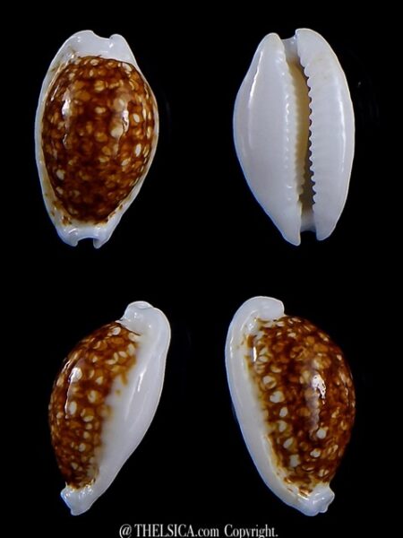Cribrarula cribraria zadela N&R 20,7 mm Gem-0