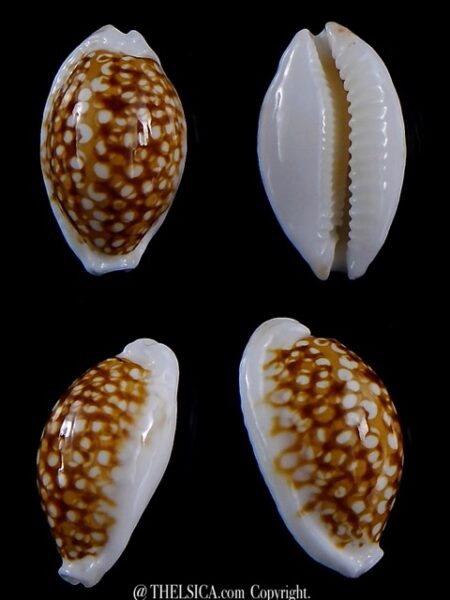 Cribrarula cribraria zadela N&R 26,1 mm Gem-0