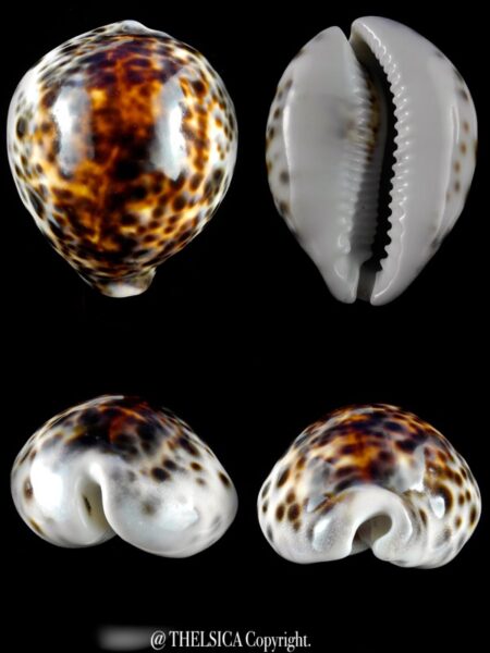 Cypraea tigris lorenzi ... flat Marquesan forme... 77,6 mm X 45,5 mm Gem (-)-0