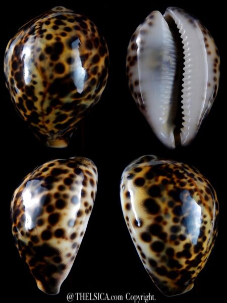 Cypraea tigris " yellow " 87 mm Gem-0