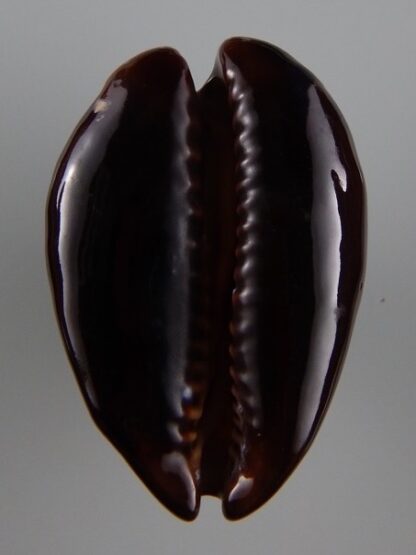 Zoila decipiens suprasinum 59,7 mm Gem (-)-35806