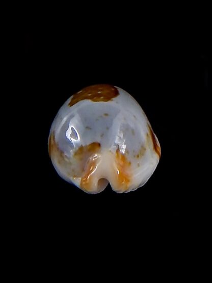 Bistolida stolida lorrainae 22,5 mm Gem-36410