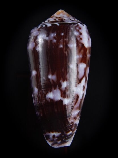 Conus floccatus floccatus ..purple ..62,5 mm Gem-36042