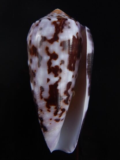 Conus floccatus floccatus ..purple ..62,5 mm Gem-36043