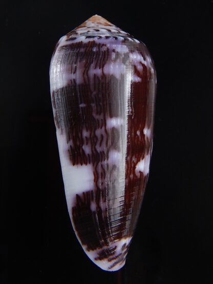 Conus floccatus floccatus ..purple ..62,5 mm Gem-36044