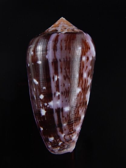 Conus floccatus floccatus ..purple ..59,8 mm Gem-36022